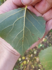 Phyllocnistis unipunctella