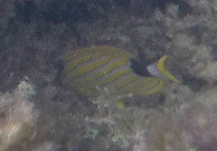 Chaetodon fremblii