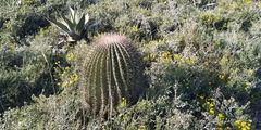 Ferocactus haematacanthus
