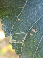 Stigmella trimaculella