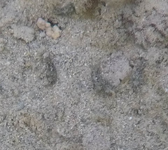 Stylocheilus striatus