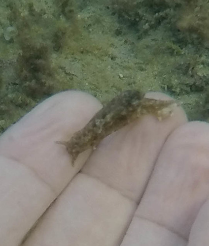 Stylocheilus striatus
