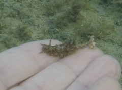 Stylocheilus striatus