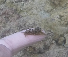 Stylocheilus striatus