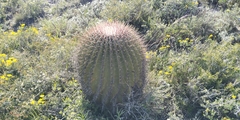 Ferocactus haematacanthus