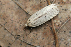Agonopterix pallorella
