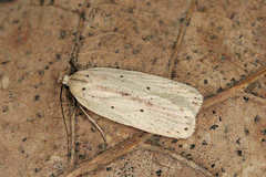 Agonopterix pallorella