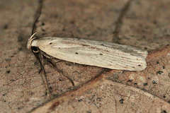 Agonopterix pallorella