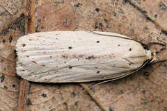 Agonopterix pallorella