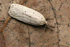 Agonopterix pallorella