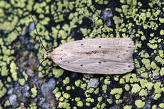 Agonopterix pallorella