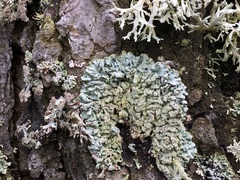 Hypogymnia farinacea