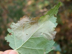 Phyllonorycter cavella