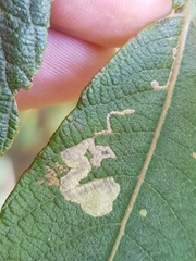 Stigmella salicis