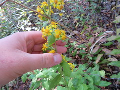 Solidago buckleyi