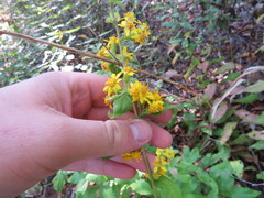 Solidago buckleyi