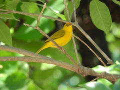 Sicalis columbiana