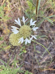 Gaillardia aestivalis winkleri