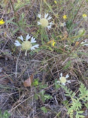 Gaillardia aestivalis winkleri