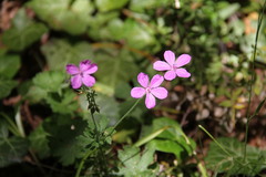 Geranium asphodeloides tauricum