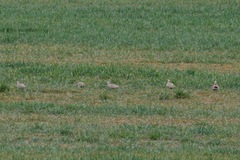 Pterocles orientalis