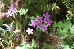 Geranium asphodeloides tauricum