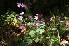 Geranium asphodeloides tauricum