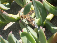 Poecilanthrax arethusa