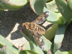 Poecilanthrax arethusa