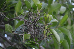 Pisonia albida