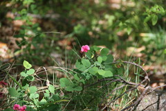 Lathyrus rotundifolius