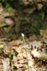 Allium decipiens quercetorum