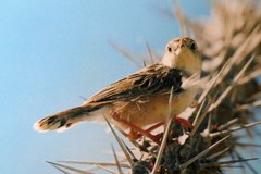 Cisticola cherina