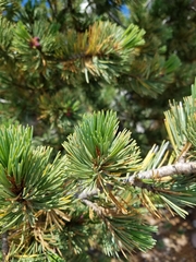 Pinus albicaulis