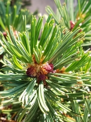 Pinus albicaulis