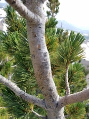 Pinus albicaulis