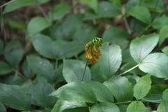 Lathyrus aureus