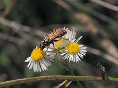 Cryptocheilus richardsi