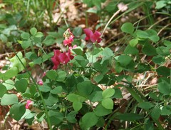 Lathyrus rotundifolius