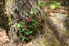 Lathyrus rotundifolius
