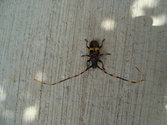 Trachyderes elegans