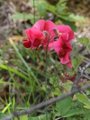 Lathyrus rotundifolius