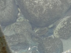 Salmo marmoratus