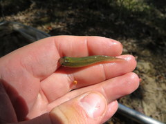 Fundulus dispar