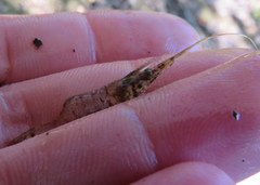 Palaemon kadiakensis