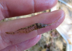 Palaemon kadiakensis