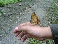 Charaxes