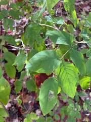 Lonicera canadensis