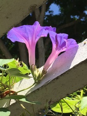 Ipomoea indica