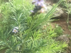 Heliotropium phylicoides